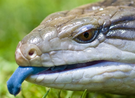 BlueTongueSkink emote for Discord