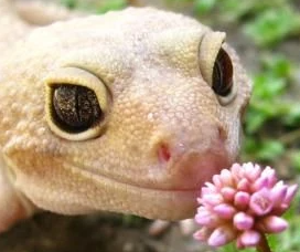 LeopardGeckoSmellingFlower emote for Discord