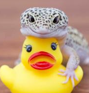 LeopardGeckoOnDuckie emote for Discord