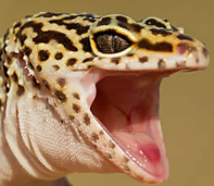 LeopardGeckoScrem emote for Discord