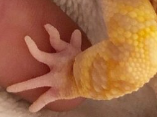LeopardGeckoHandHold emote for Discord