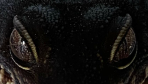 LeopardGeckoBlackNightEyes emote for Discord