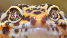 LeopardGeckoFace2 emote for Discord