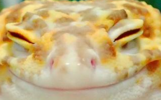 LeopardGeckoSmile emote for Discord