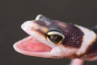 BabyLeopardGeckoScream emote for Discord