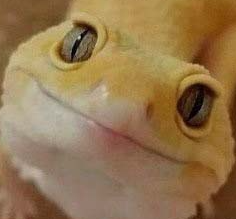 LeopardGeckoFace emote for Discord
