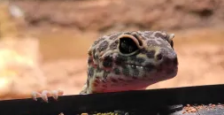 CinnaAndLocalGecko emote for Discord