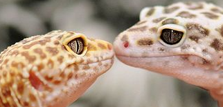 LeopardGeckoKiss emote for Discord