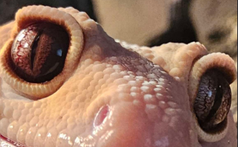 MrManGeckoEYES emote for Discord
