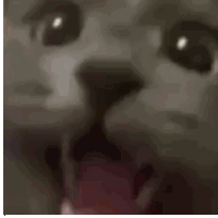 catWraaaa emote for Discord
