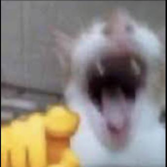 cat_laughing_at_you emote for Discord
