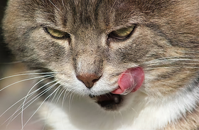 lick emote for Discord