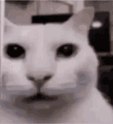 cat2 emote for Discord