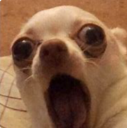 screaming_chihuahua emote for Discord