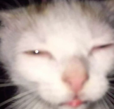 mangothecat emote for Discord