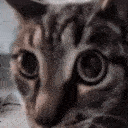 MrBeetleStare emote for Discord