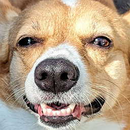 fox_laugh emote for Discord