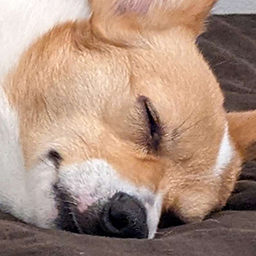 fox_sleep emote for Discord