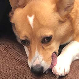 foxdevil emote for Discord