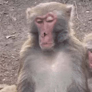 monkey emote for Discord