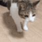 Cat_Falling emote for Discord