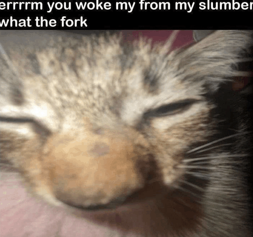 cat emote for Discord