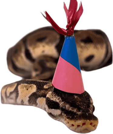 birthday_snake emote for Discord