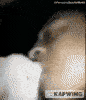 besote emote for Discord