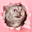 This_cat emote for Discord