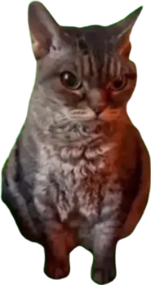grumpy_cat emote for Discord
