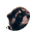 pedro_racoon emote for Discord