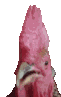 ChickenYap emote for Discord