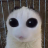 baba emote for Discord