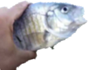 Hold_fish emote for Discord