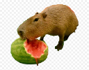 watermelon emote for Discord