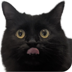 DumfoundedVoid emote for Discord