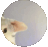 Pedro_cat emote for Discord