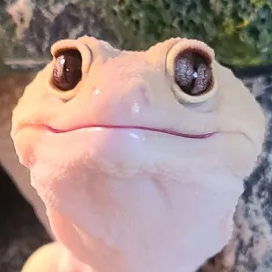 leopardgeckostare emote for Discord