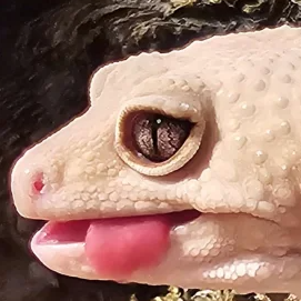 leopardgeckolick emote for Discord