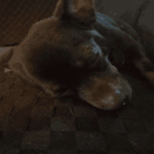 sleeepy_dog emote for Discord