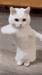 catdance animated emote
