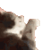 cat_what emote for Discord