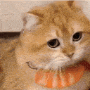 cat_peace_out emote for Discord