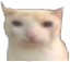 Cat emote for Discord