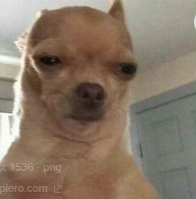 silly_dog emote for Discord