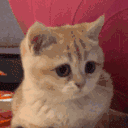 catyes emote for Discord