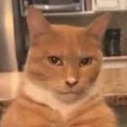 MewingCat emote for Discord