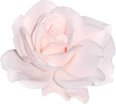 pink_rose emote for Discord