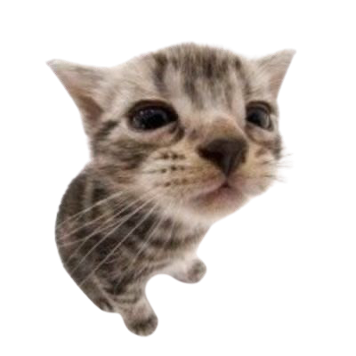 kawaii_cat_looking_camera emote for Discord