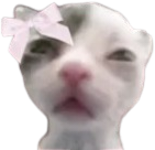 Coquette_cat emote for Discord